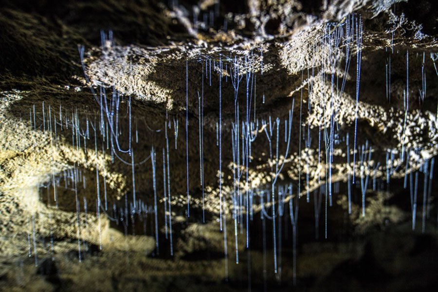 Arachnocampa lumineux Waitomo Cave Nouvelle-Zélande
