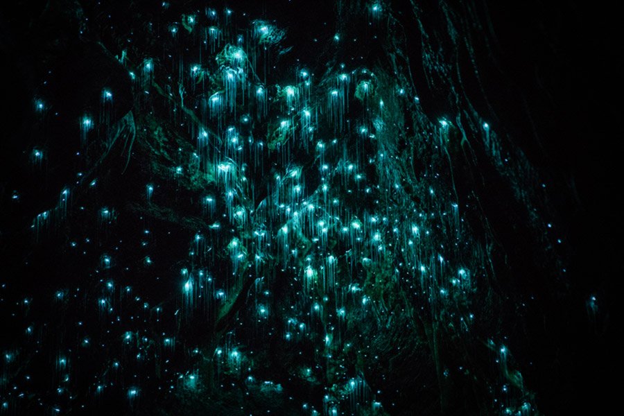 Waitomo Glowworm Caves Nouvelle-Zélande