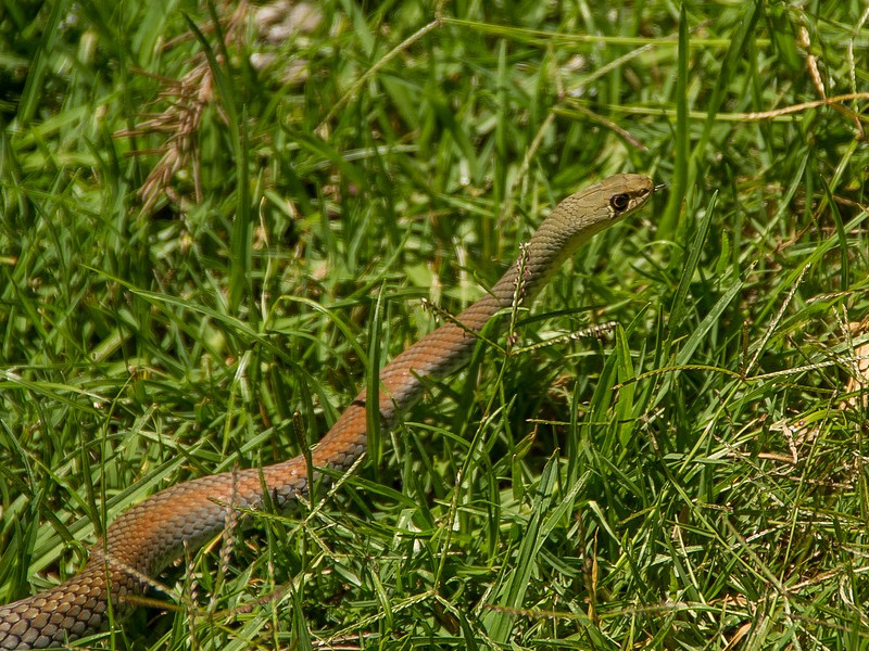 Un serpent dans l'herbe