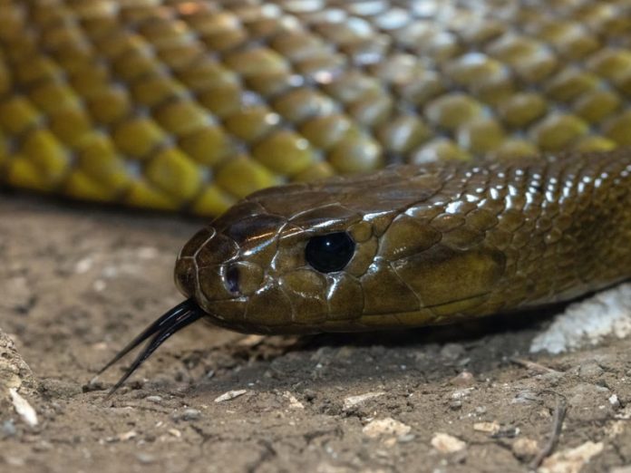 serpents venimeux en Australie