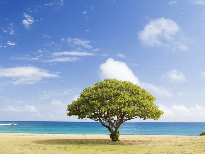 Un arbre près d'une plage à Kauai