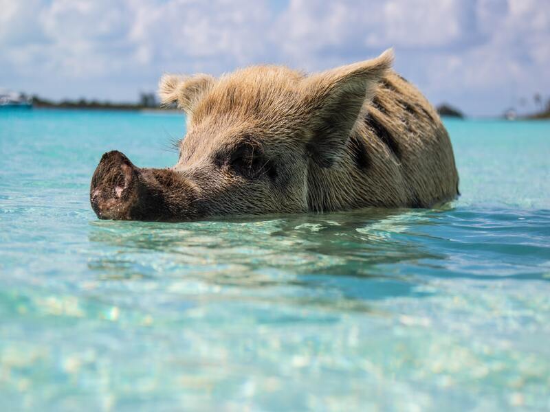 Un cochon nageant dans la mer autour de Big Major Cay, Bahamas