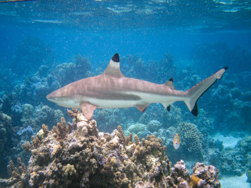 Requin de Bali