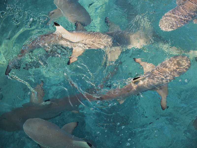 groupe de requins à Bali