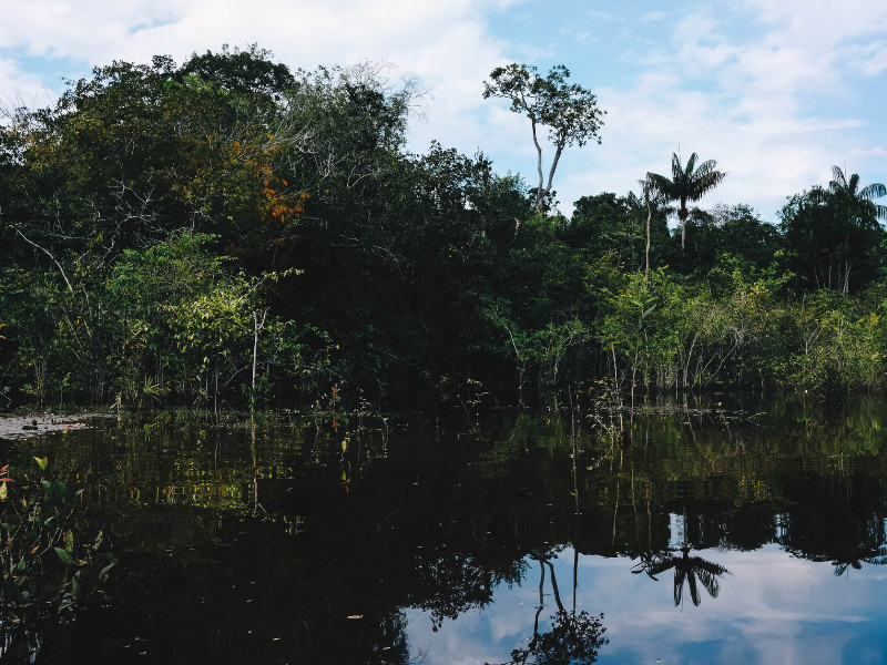 Un ruisseau en Amazonie