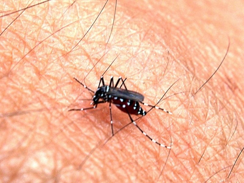 Les moustiques de Fidji présentent un risque de dengue.
