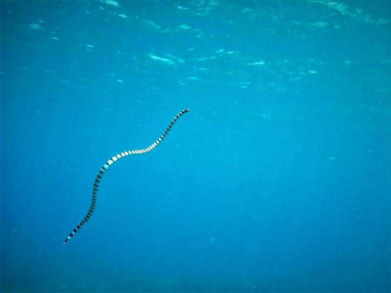 L'un des animaux marins les plus dangereux des Fidji, le venin du serpent de mer à bandes est plus puissant que celui de n'importe quel serpent terrestre.