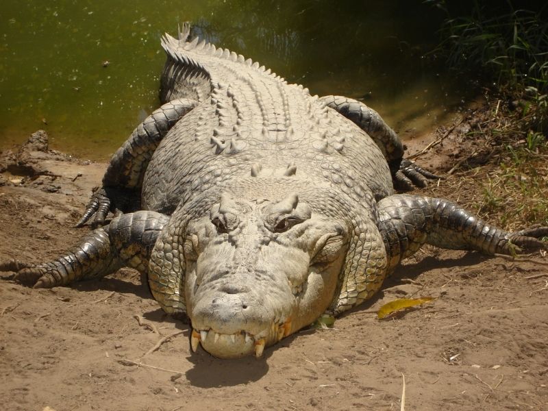 Le crocodile d'eau salée est responsable de 1000 décès humains par an. 
