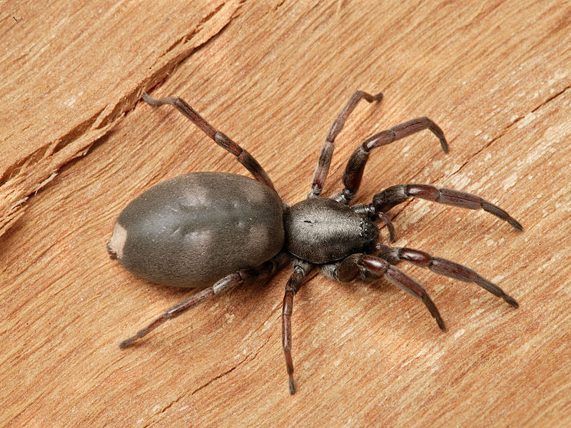 Araignée à queue blanche sur un bureau 