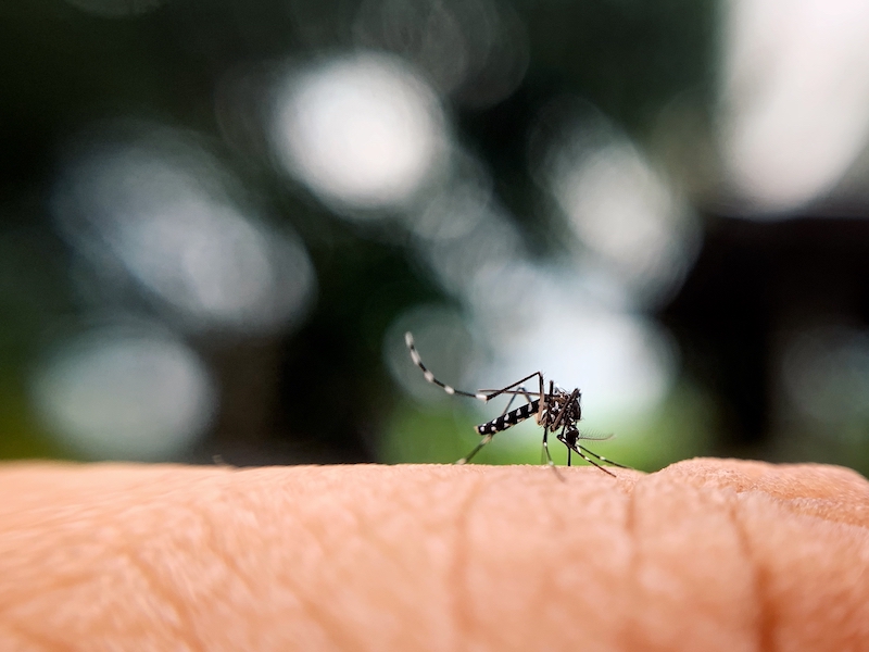 Un animal dangereux commun à travers le monde, le moustique.