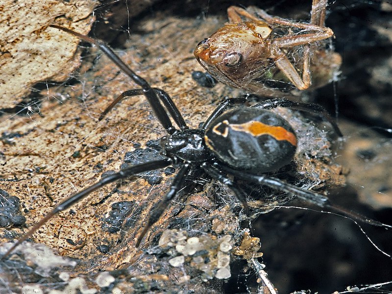 L'araignée Katipo est l'animal le plus dangereux de Nouvelle-Zélande.