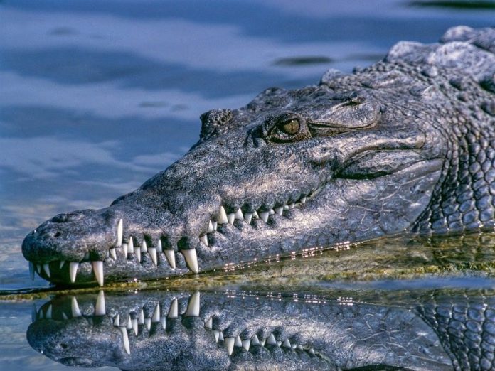 crocodile dangereux fiji