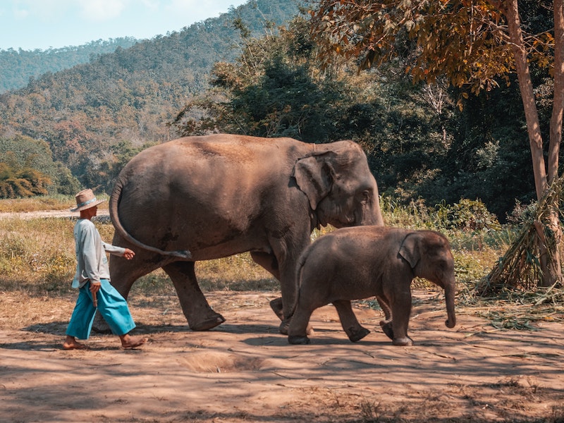 Un homme avec des éléphants à Chiang Mai.