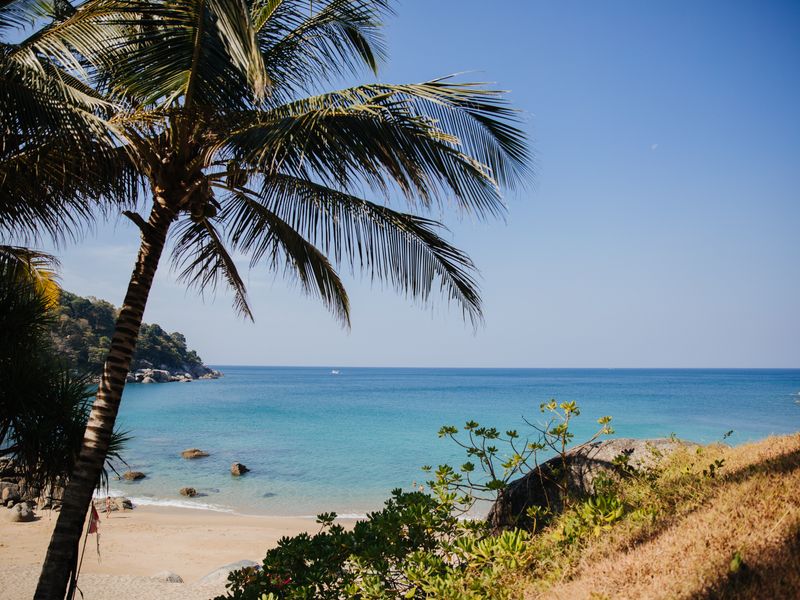 Cette image montre une section de plage et un océan bleu clair avec un palmier penché en vue.