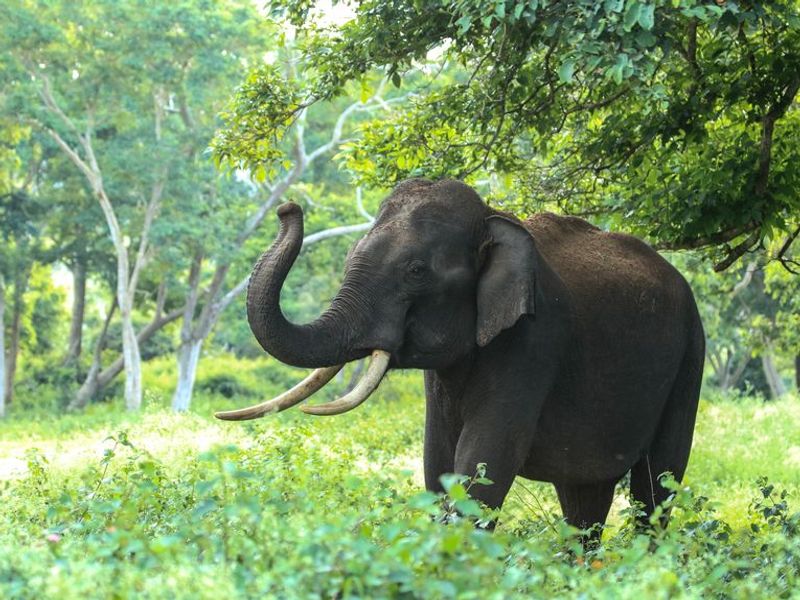Cette image montre un éléphant dans un décor de forêt qui lève sa trompe.