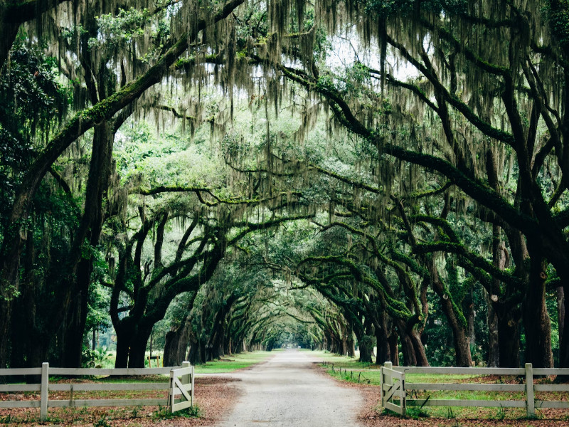 Arche d'arbre Savannah