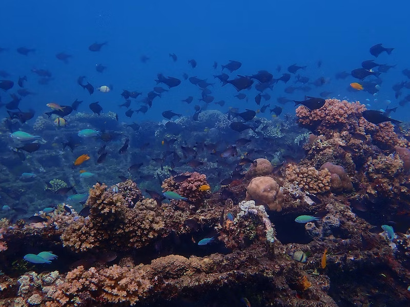 Les 9 meilleurs spots de snorkeling pour explorer le monde sous-marin de Bali