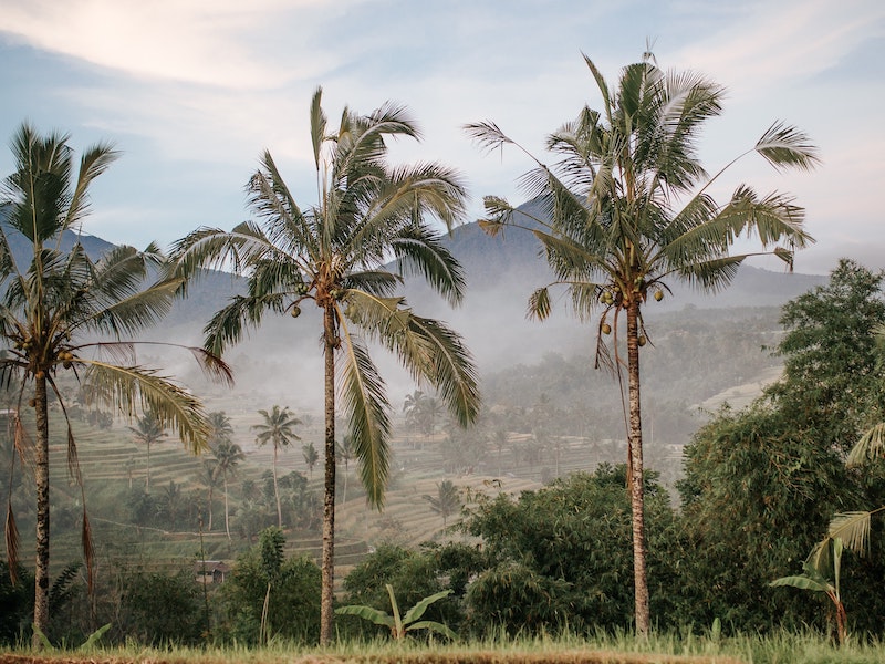 Palmiers surplombant une vallée verte à Bali