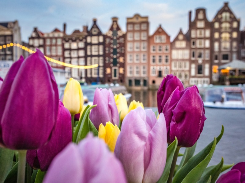 Les tulipes à Amsterdam
