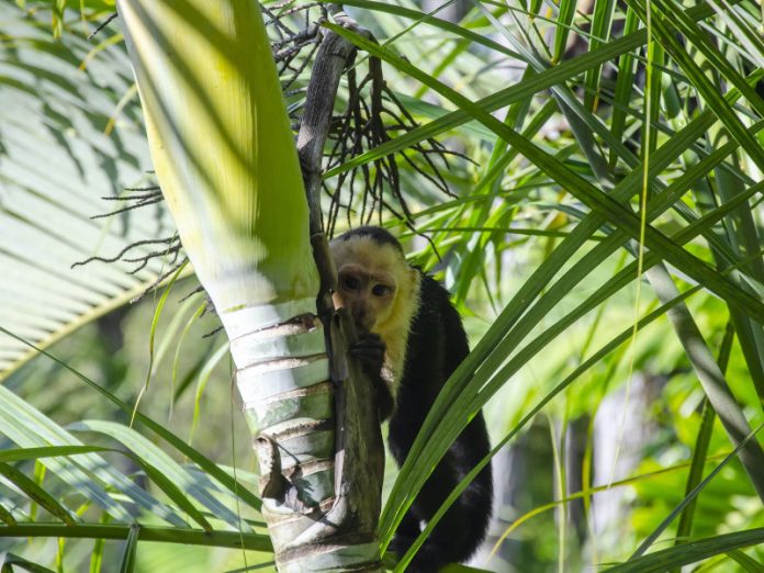 Les meilleurs endroits pour voir des singes au Costa Rica