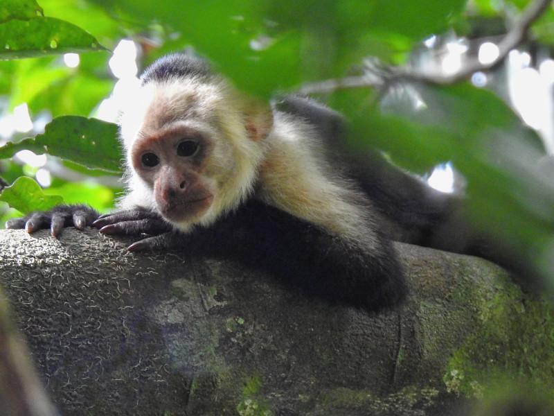 Parc national des singes Corcovado
