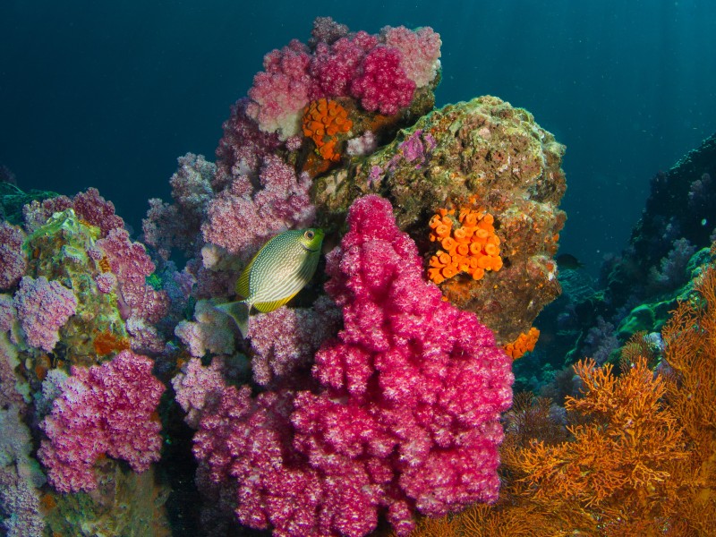 La plongée sous-marine attire de nombreux visiteurs sur l'île.