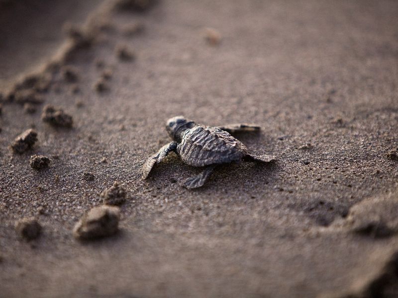 Acapulco vaut-il la peine d'être visité ? Oui. Cette image montre un bébé tortue faisant son chemin vers l'océan.