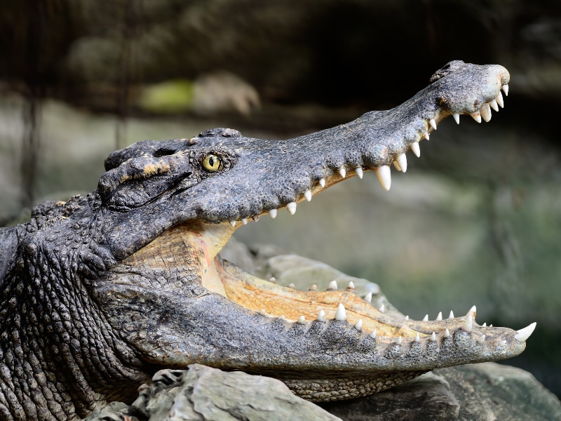 Le crocodile du Siam est l'une des espèces les plus dangereuses, mais aussi les plus menacées, du Cambodge.