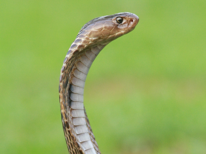 Le Cobra royal est l'animal le plus mortel du Cambodge.