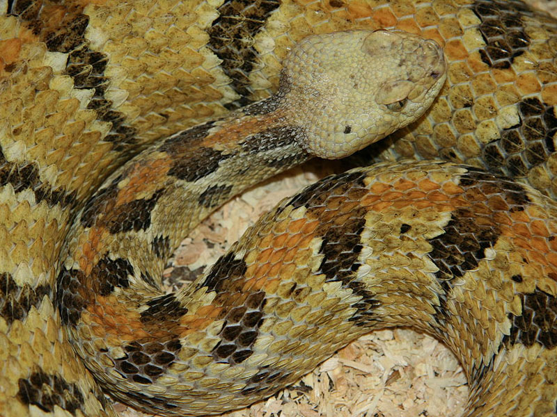 Timber Rattlesnake, le serpent le plus dangereux de l'Indiana.