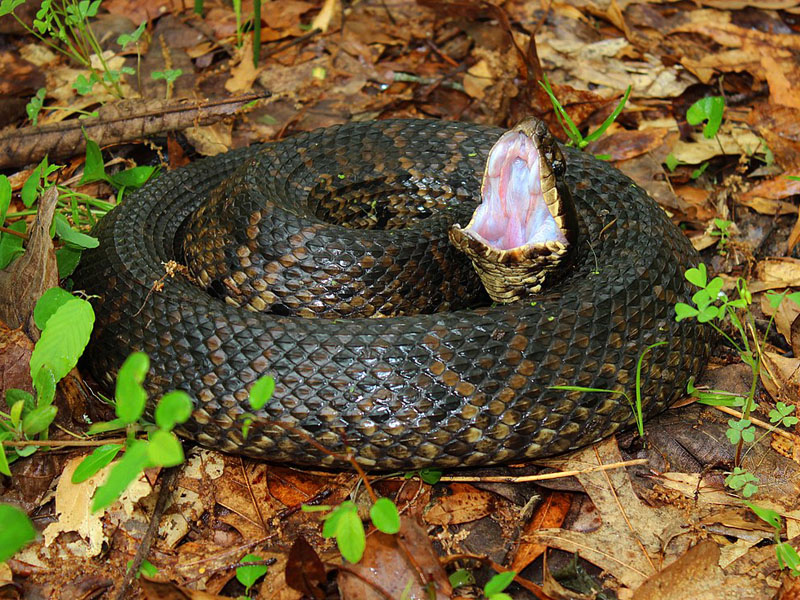 Cottonmouth occidental