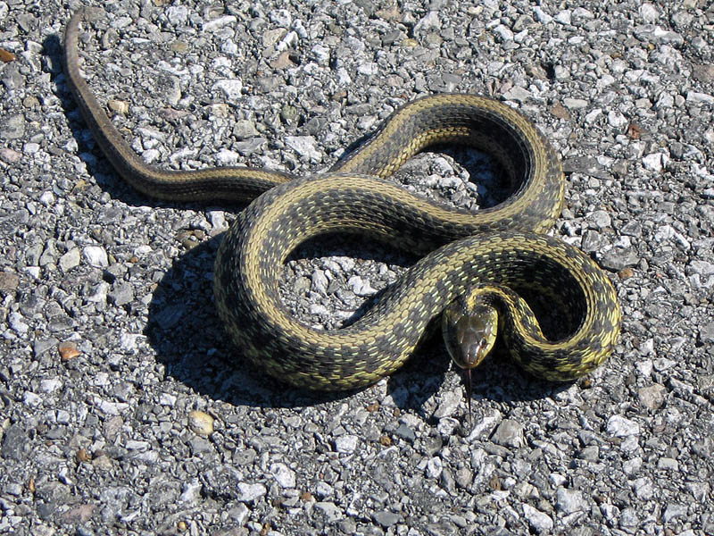 Un serpent brun du nord