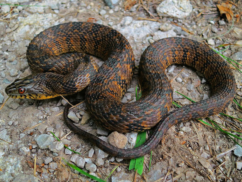 Une couleuvre d'eau, un serpent commun dans l'Indiana.