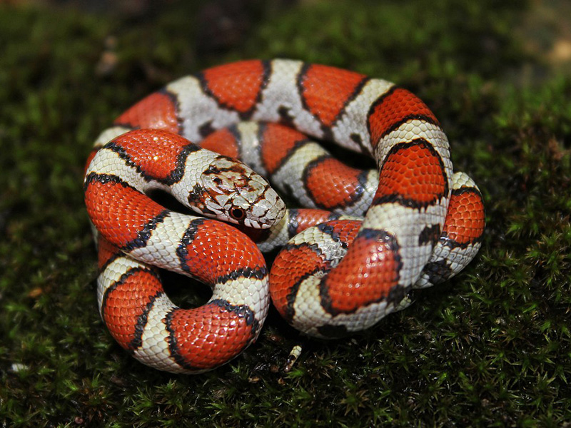 Une couleuvre à collier, l'un des serpents les plus communs en Indiana.