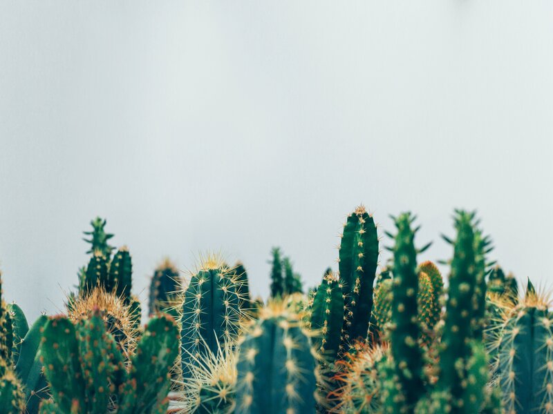 Les cactus.