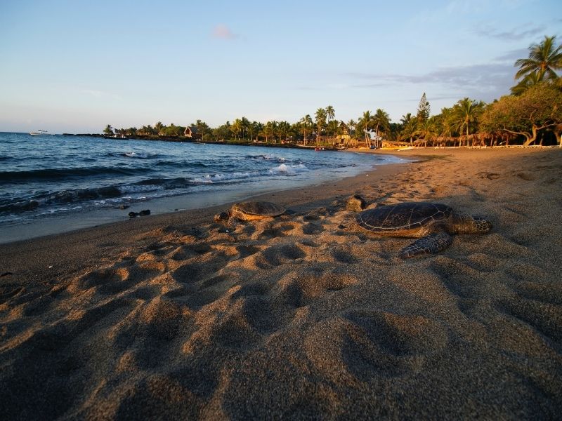 Les tortues vertes d'Hawaï peuvent être observées sur les plages de Kona. 