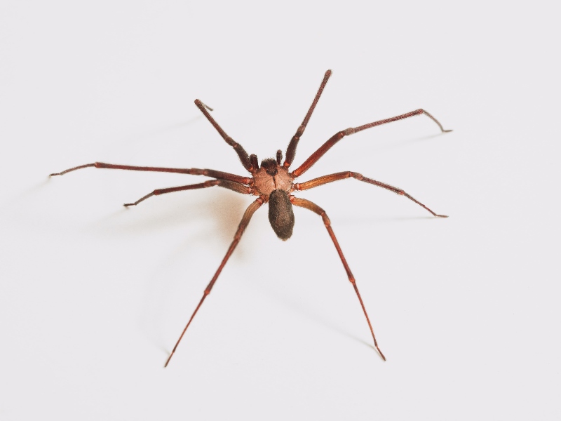 L'araignée recluse brune a de longues pattes grêles et des marques de style violon sur le dos.
