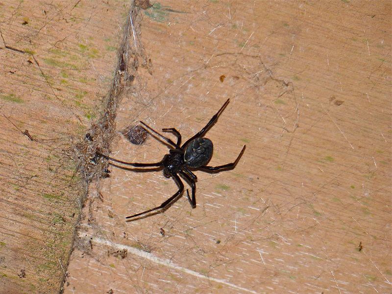 araignée veuve brune