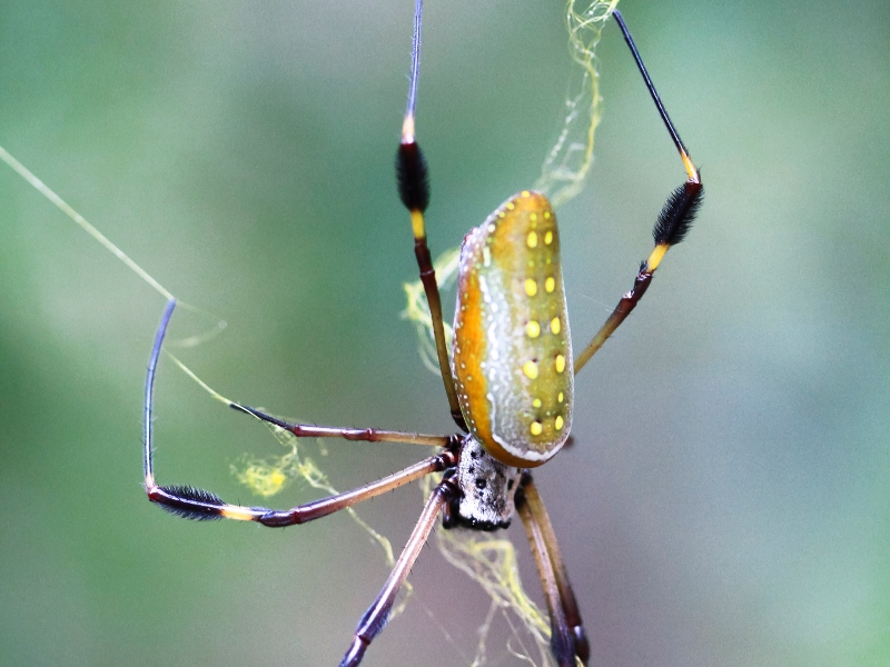 Le tisseur d'orbe à soie dorée est l'une des plus grandes araignées du Costa Rica.