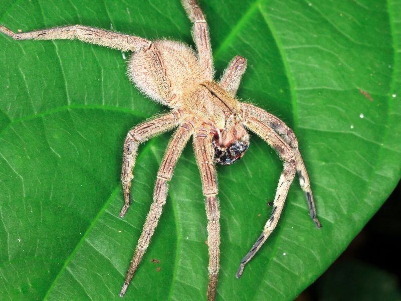 L'araignée vagabonde brésilienne est l'une des araignées les plus toxiques du Costa Rica - et du monde !