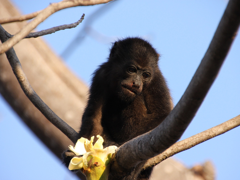 Un singe hurleur commun à Nosara