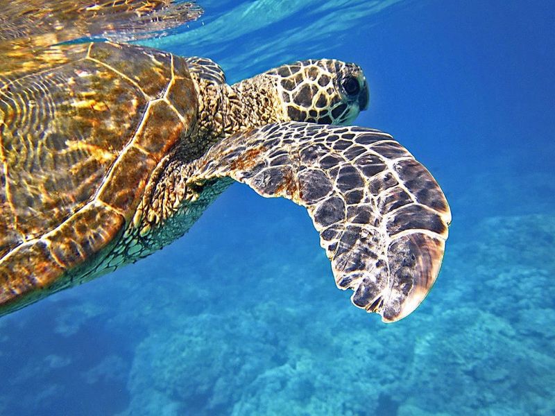 Une tortue de mer verte dans une eau cristalline. Turtle Haven est l'un des meilleurs sites de plongée en apnée de Lanai.