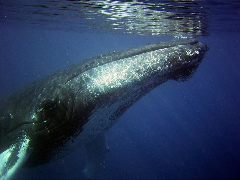Une baleine à bosse regardant vers la surface sous l'eau. Fish Rock est l'un des meilleurs spots de plongée en apnée de Lanai pour observer les baleines en hiver. 