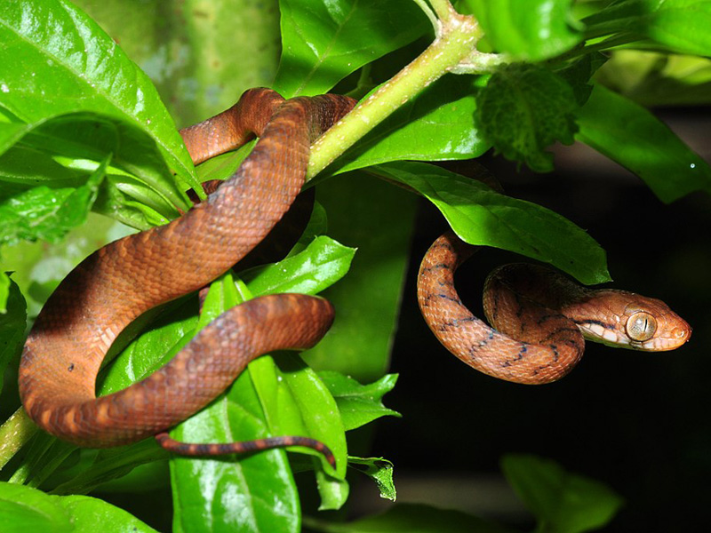 Un serpent brun arboricole