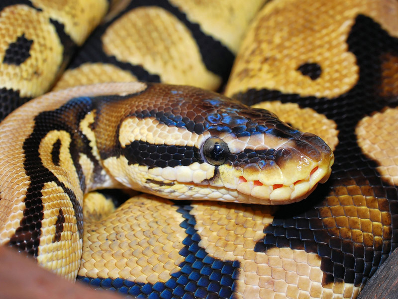 Un python royal