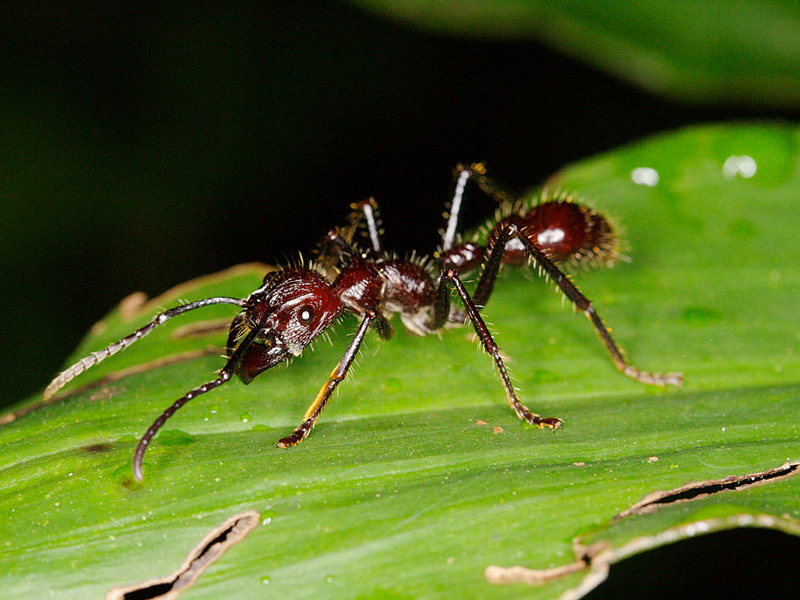 Fourmis boulotte trouvées au Costa Rica