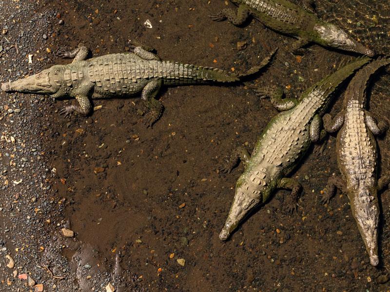 Crocodiles américains au Costa Rica