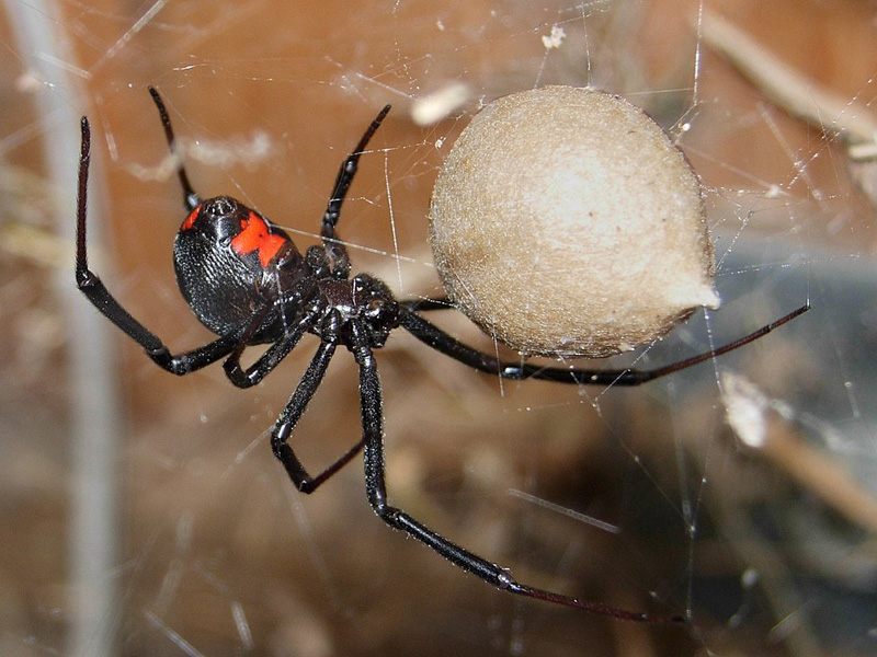 Une araignée veuve noire