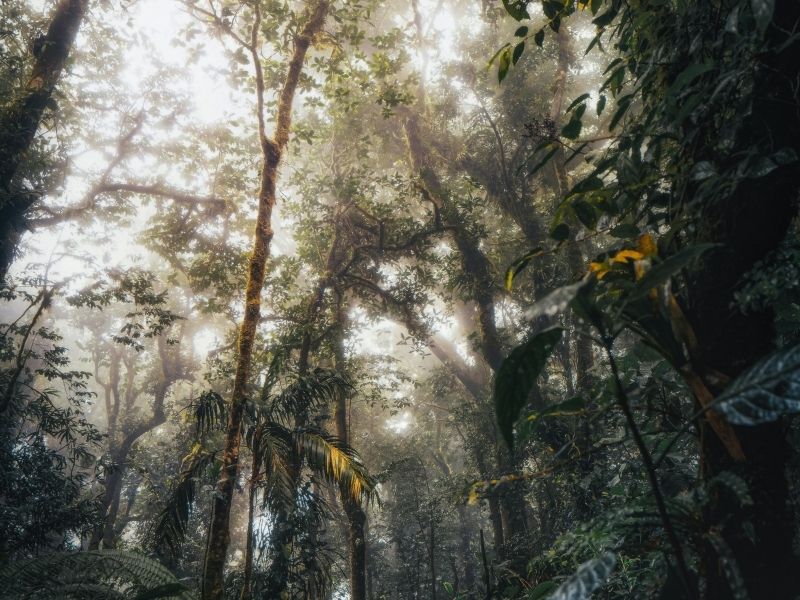 Profitez de la beauté brumeuse des forêts de nuages de Monteverde.
