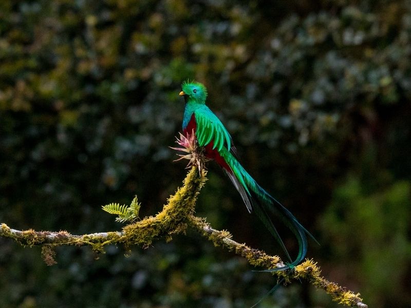 Faites attention à l'oiseau rare quetzal dans les forêts de Monteverde et Arenal. 
